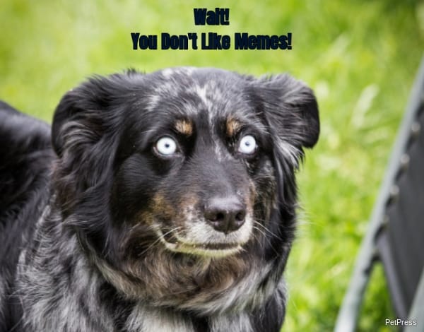 Wait!... You Don't Like Memes!