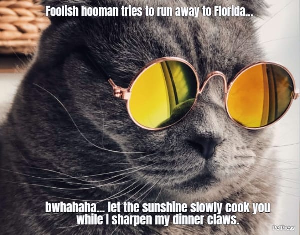 Foolish hooman tries to run away to Florida...... bwhahaha... let the sunshine slowly cook...
