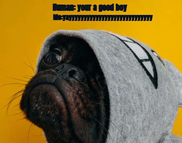 Human: your a good boy ... Me:yayyyyyyyyyyyyyyyyyyyyyyyyyyyy