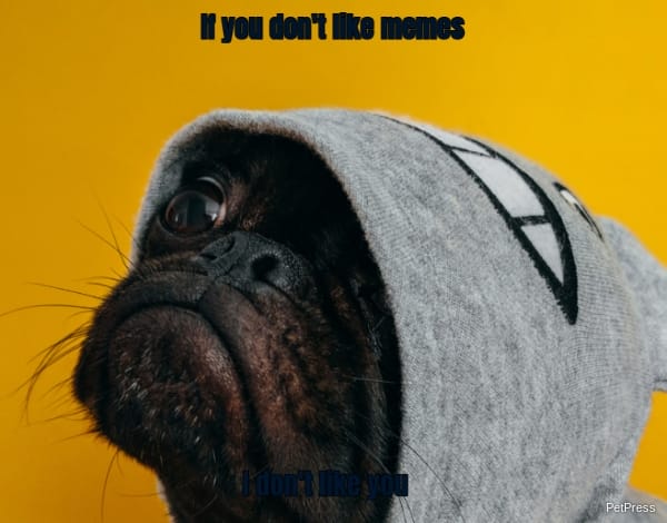 if you don't like memes