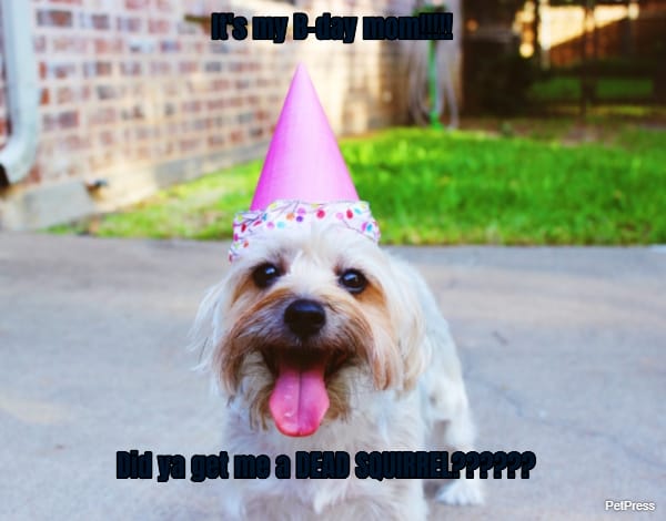 It's my B-day mom!!!!!... Did ya get me a DEAD SQUIRREL??????