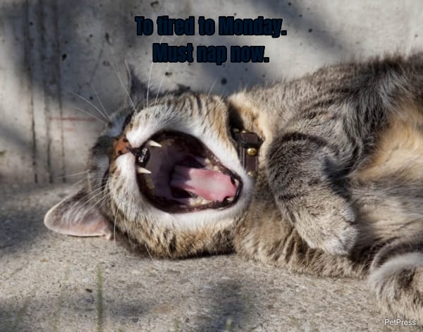 To tired to Monday.... Must nap now.