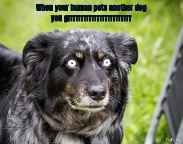 When your human pets another dog... you grrrrrrrrrrrrrrrrrrrrrrrr