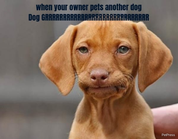 when your owner pets another dog... Dog GRRRRRRRRRRRRRRRRRRRRRRRRRRRRR