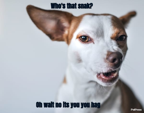 Who's that snak?... Oh wait no its you you hag
