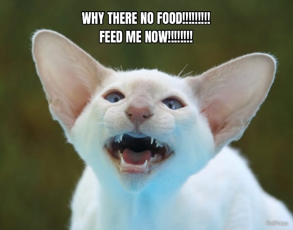 WHY THERE NO FOOD!!!!!!!!!... FEED ME NOW!!!!!!!!