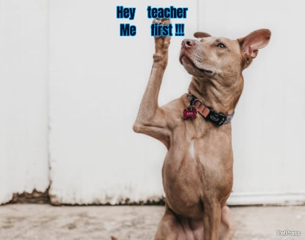 Hey teacher... Me first !!!