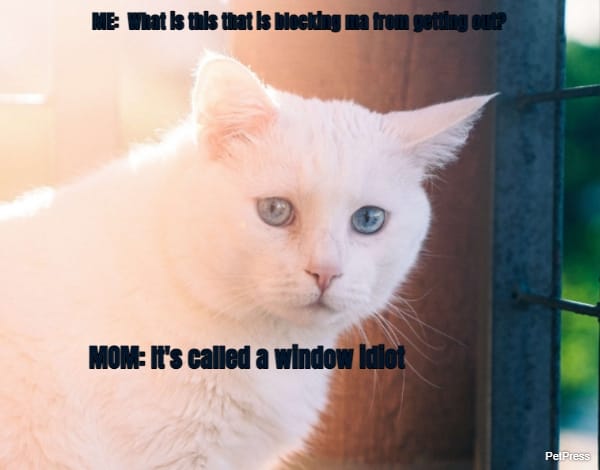 ME: What is this that is blocking ma from getting out?... MOM: It's called a window...