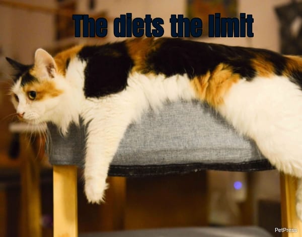 The diets the limit... 