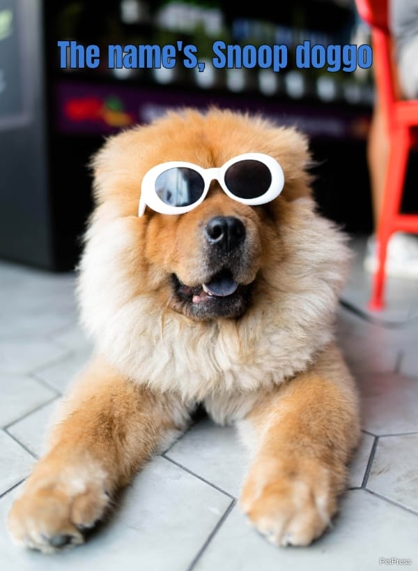 The name's, Snoop doggo