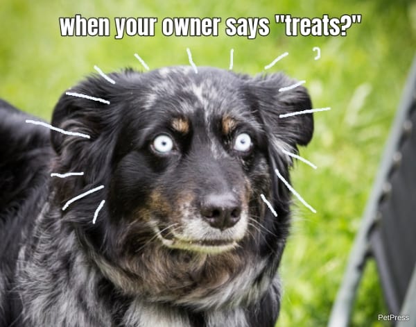 when your owner says "treats?"
