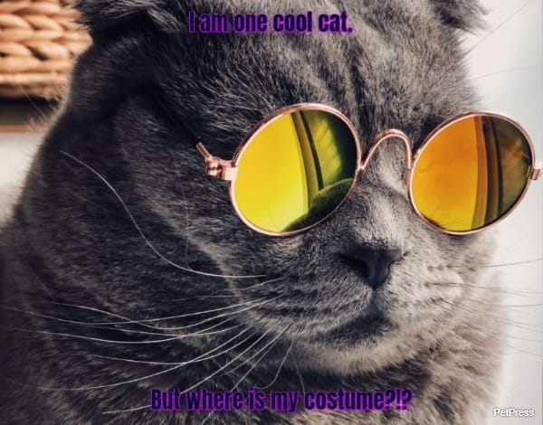 I am one cool cat.... But where is my costume?!?