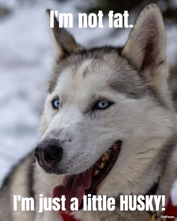 I'm not fat.... I'm just a little HUSKY!