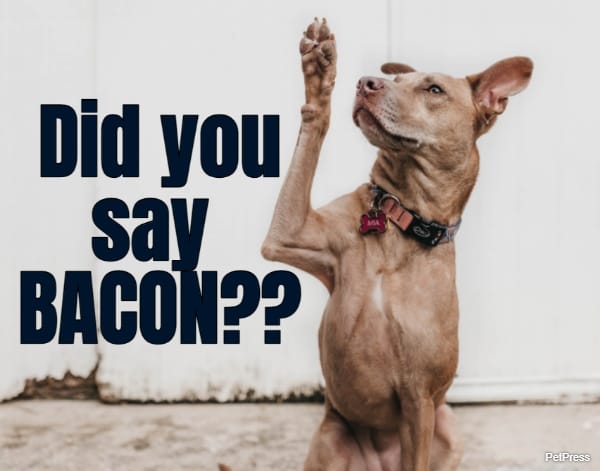 Did you say Bacon