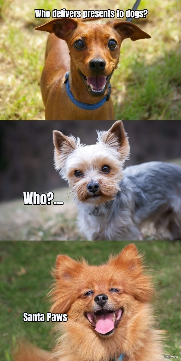 Dog Delivery Presents