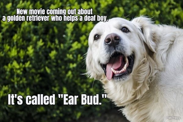 New movie coming out about  a golden retriever who helps a deaf boy.... It's called...