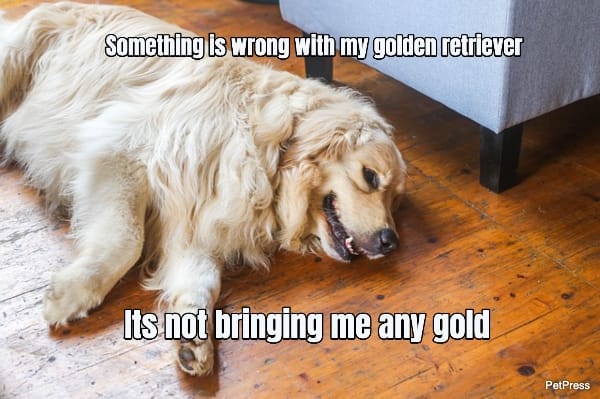 Something is wrong with my golden retriever... Its not bringing me any gold