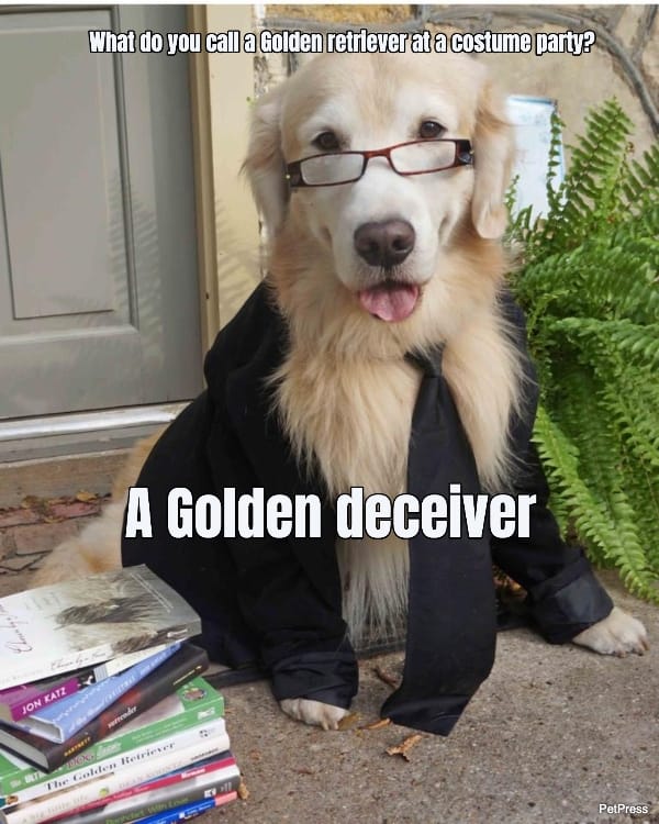 What do you call a Golden retriever at a costume party?... A Golden deceiver