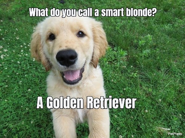 What do you call a smart blonde?... A Golden Retriever