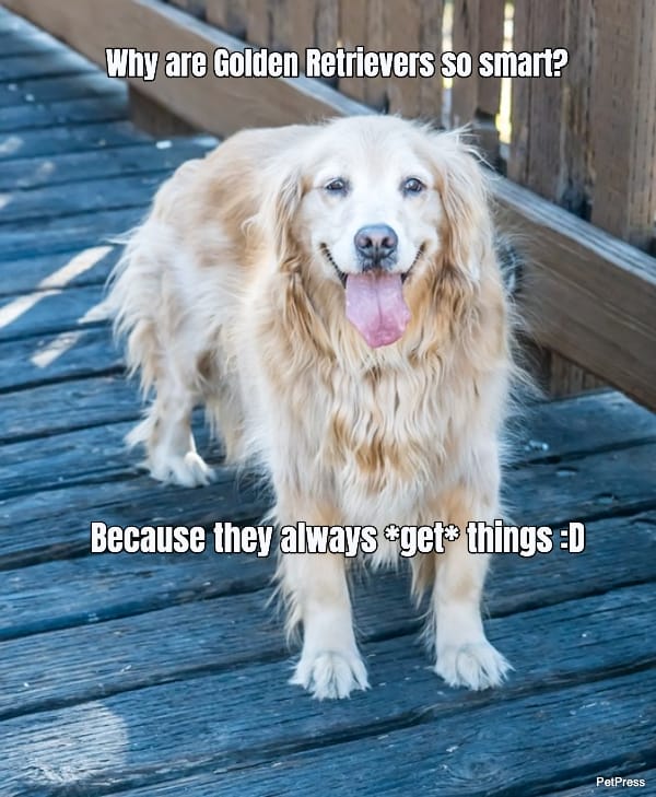 Why are Golden Retrievers so smart?... Because they always *get* things :D