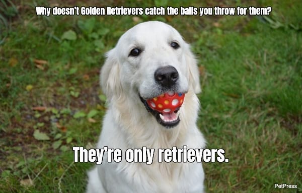  Why doesn’t Golden Retrievers catch the balls you throw for them? ...  They’re only...