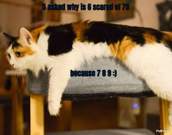 5 asked why is 6 scared of 75... because 7 8 9 :)