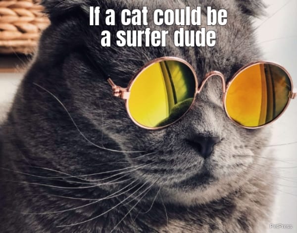 If a cat could be a surfer dude