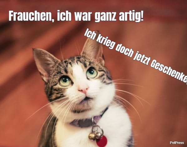 Frauchen, ich war ganz artig!... Ich krieg doch jetzt Geschenke, oder?