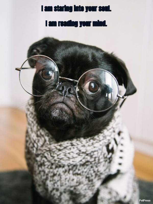 I am staring into your soul.... I am reading your mind.