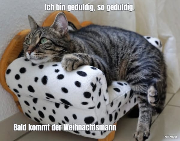 Ich bin geduldig, so geduldig.... Bald kommt der Weihnachtsmann