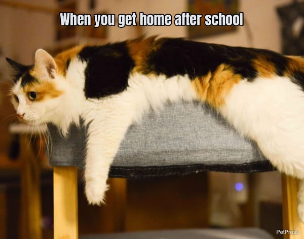 When you get home after a long day of school