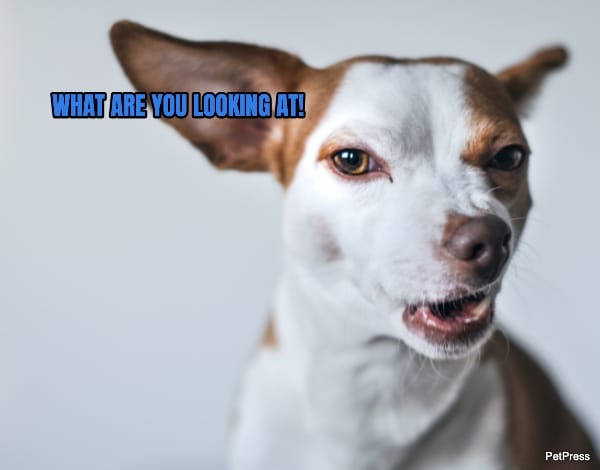 Angry chihuahua