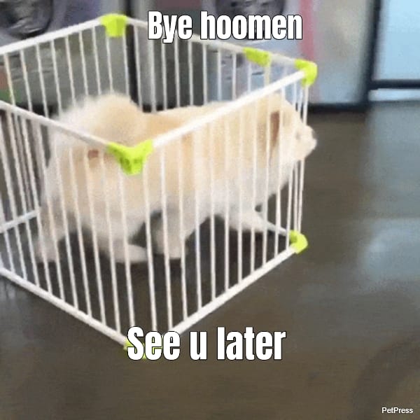 Bye hoomen... See u later