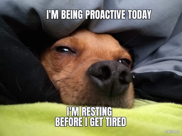 Top 10 Hilarious Dog in Bed Memes That Will Make You Laugh