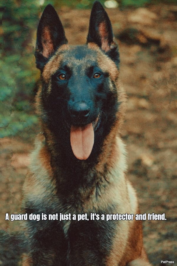 20+ Guard Dog Quotes That Are Inspiring And Melt Your Heart