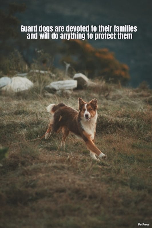 20+ Guard Dog Quotes That Are Inspiring And Melt Your Heart