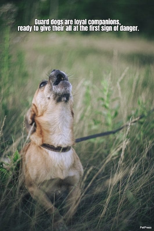 20+ Guard Dog Quotes That Are Inspiring And Melt Your Heart