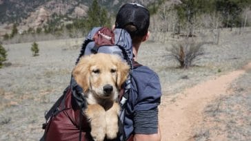 hiking-with-a-dog-is-not-just-about-the-destination-its-about-the-journey-and-the-181821-1