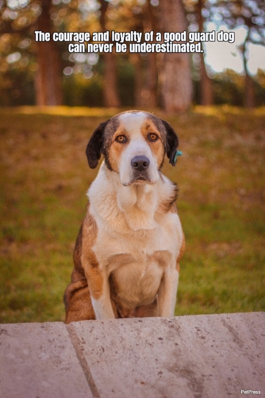 20+ Guard Dog Quotes That Are Inspiring And Melt Your Heart