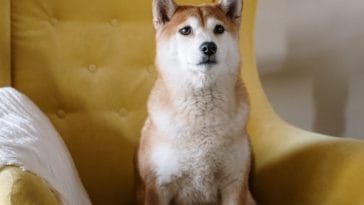 the-great-pleasure-of-a-dog-is-that-you-may-make-a-fool-of-yourself-with-him-and-not-181870-1