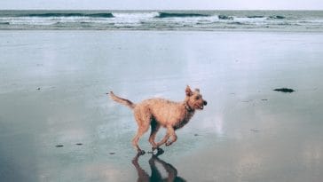 a-beach-without-a-dog-is-just-sand-and-sea-182231-1