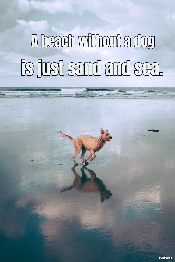a-beach-without-a-dog-is-just-sand-and-sea-182231-1