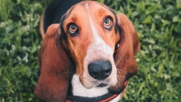 a-beagle-is-a-pocket-size-dog-with-a-heart-of-gold-182427-1