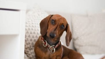 a-dachshund-is-like-a-box-of-chocolates-you-never-know-what-youre-gonna-get-182646-1