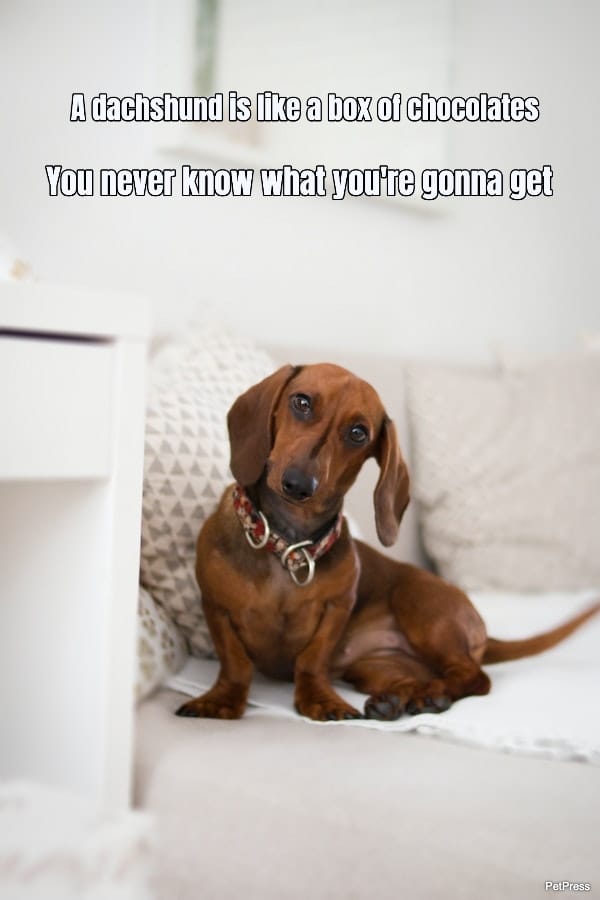 a-dachshund-is-like-a-box-of-chocolates-you-never-know-what-youre-gonna-get-182646-1