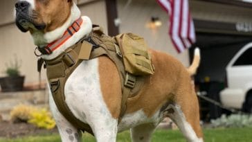 a-dog-is-the-only-thing-on-earth-that-loves-you-more-than-he-loves-himself-182079-1