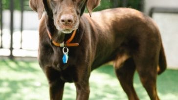 a-good-dog-will-make-even-a-poor-hunter-look-good-182131-1