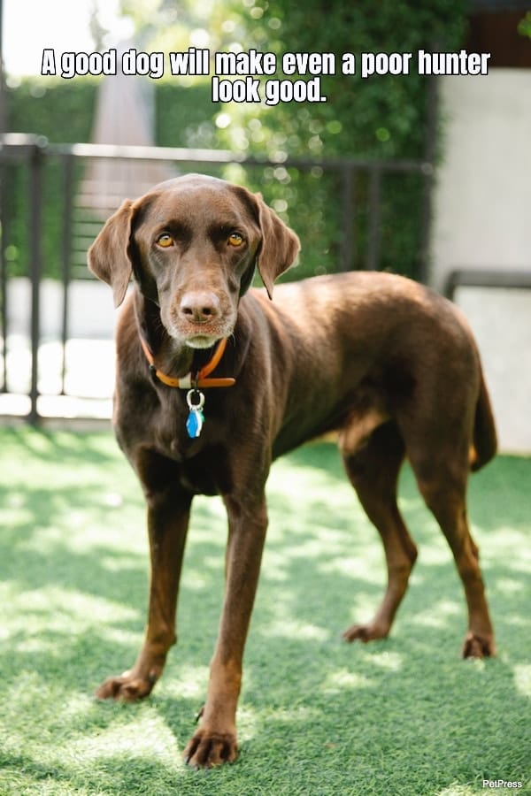 Celebrate Your Canine Friends 10+ Inspiring Hunting Dog Quotes