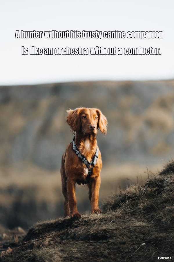 Celebrate Your Canine Friends 10+ Inspiring Hunting Dog Quotes
