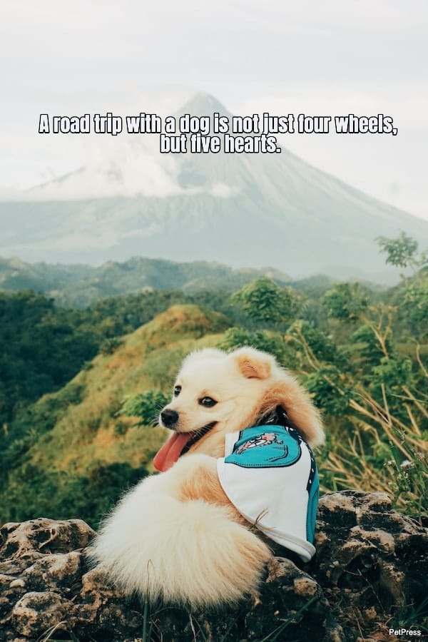 a-road-trip-with-a-dog-is-not-just-four-wheels-but-five-hearts-182182-1